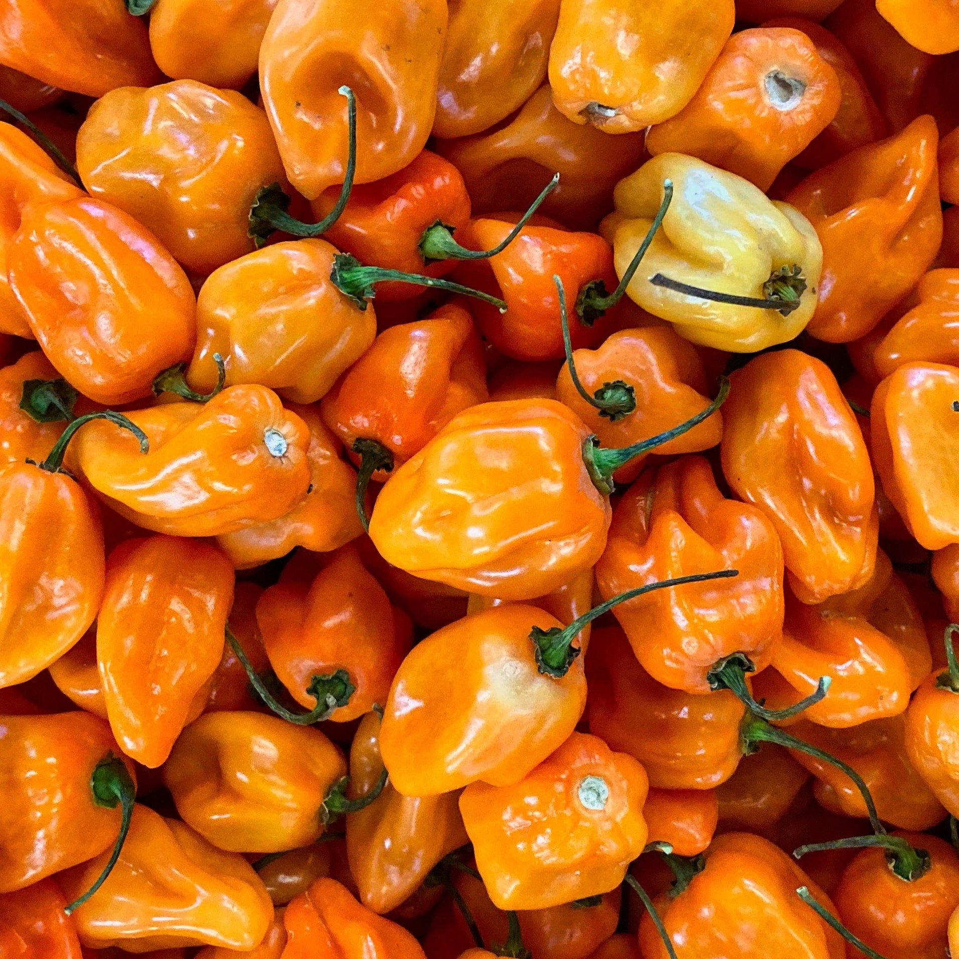 habanero-fused-olive-oil-arbosana-olive-oil